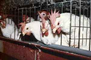 Battery caged hens. Source peta.org.